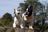 BOULEDOGUE FRANCAIS 898